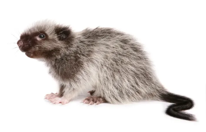 Framed Print : Northern Luzon Giant Cloud Rat (Phloeomys pallidus) juvenile, sitting
