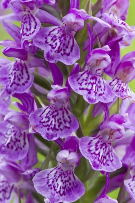 Framed Print : Northern Marsh Orchid (Dactylorhiza majalis purpurella) close-up of flowers, Berwickshire, Scottish Borders, Scotland