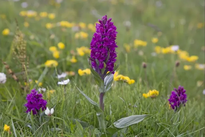 Framed Print : Northern Marsh Orchid (Dactylorhiza majalis purpurella) flowering, growing in maritime grassland, Orkney, Scotland, june