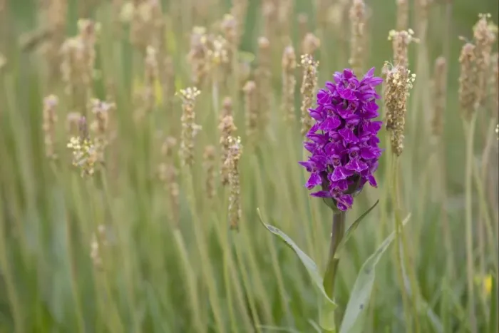 Framed Print : Northern Marsh Orchid (Dactylorhiza majalis purpurella) flowering, growing amongst plantain, Orkney, Scotland, june Framed Print : Northern Marsh Orchid (Dactylorhiza majalis purpurella) flowering, growing amongst plantain, Orkney, Scotland, june