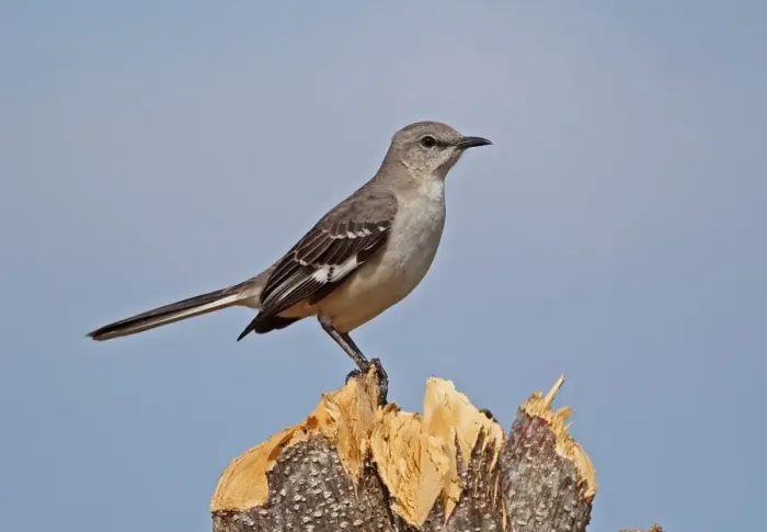 Framed Print : Northern Mockingbird (Mimus polyglottos orpheus) adult, perched on cut tree stump, La Belen, Camaguey Province, Cuba Framed Print : Northern Mockingbird (Mimus polyglottos orpheus) adult, perched on cut tree stump, La Belen, Camaguey Province, Cuba