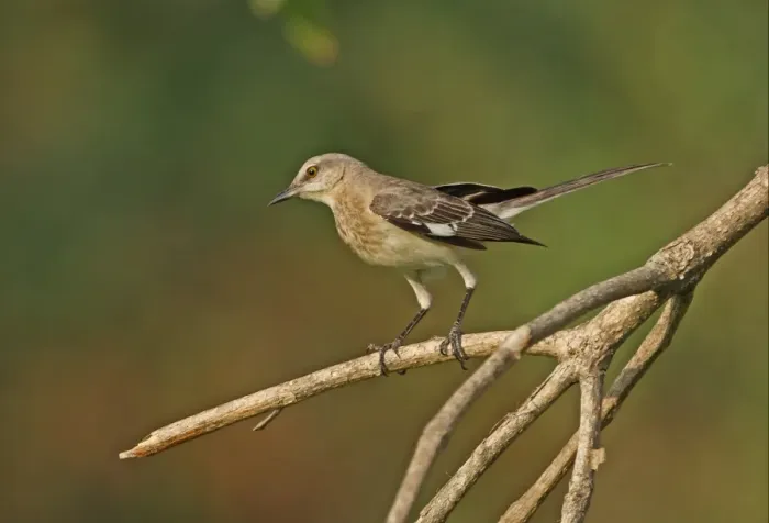 Framed Print : Northern Mockingbird (Mimus polyglottos orpheus) immature, perched on branch, Hope Gardens, Jamaica, april Framed Print : Northern Mockingbird (Mimus polyglottos orpheus) immature, perched on branch, Hope Gardens, Jamaica, april
