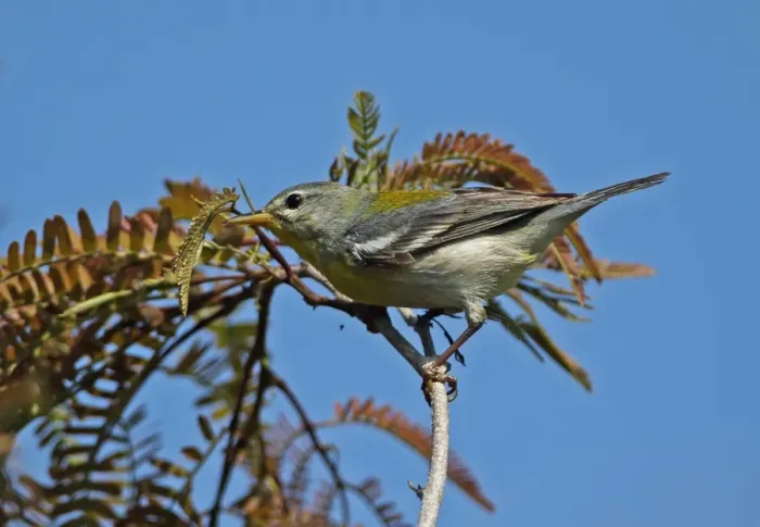 Framed Print : Northern Parula (Parula americana) adult female, foraging amongst leaves, perched on twig, Zapata Peninsula Framed Print : Northern Parula (Parula americana) adult female, foraging amongst leaves, perched on twig, Zapata Peninsula