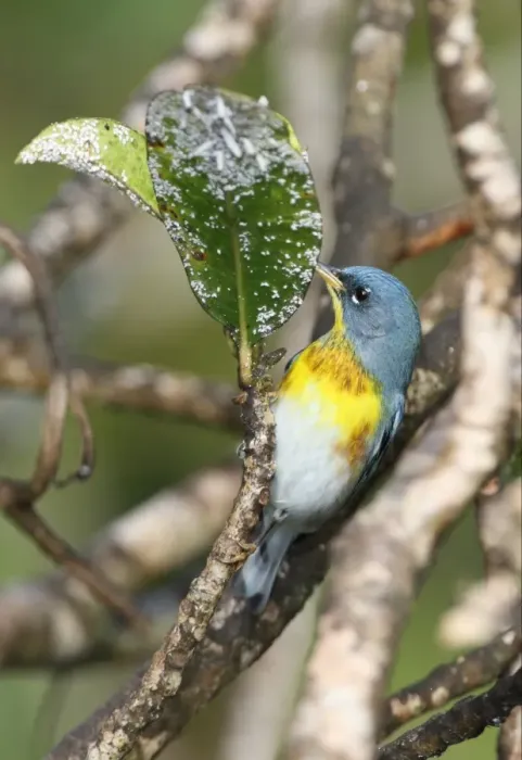 Framed Print : Northern Parula (Parula americana) adult male, feeding on insects, Port Antonio, Jamaica, march