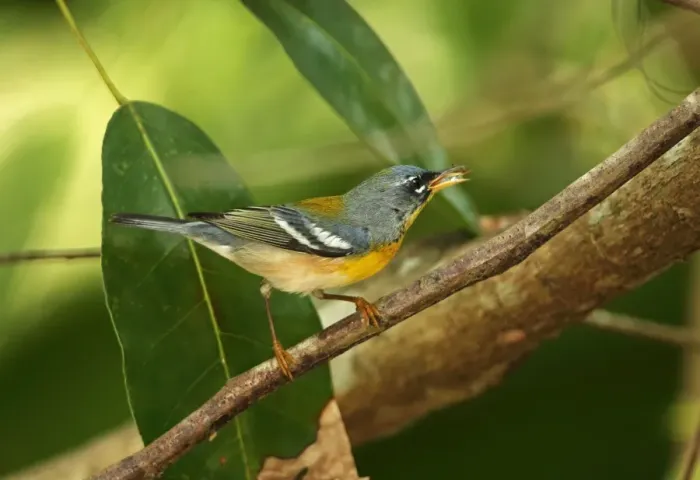 Framed Print : Northern Parula (Parula americana) adult male, feeding, perched on twig, Zapata Peninsula, Matanzas Province, Cuba Framed Print : Northern Parula (Parula americana) adult male, feeding, perched on twig, Zapata Peninsula, Matanzas Province, Cuba