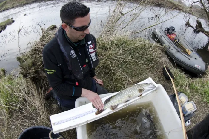Framed Print : Northern Pike (Esox lucius) immature, being measured by Environment Agency worker during fish survey, River Soar Framed Print : Northern Pike (Esox lucius) immature, being measured by Environment Agency worker during fish survey, River Soar