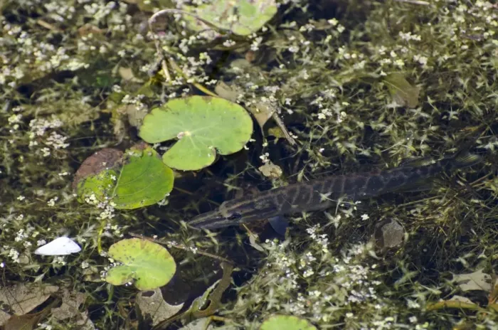Framed Print : Northern Pike (Esox lucius) juvenile, amongst waterweed near surface of water, Royal Military Canal, Kent, England Framed Print : Northern Pike (Esox lucius) juvenile, amongst waterweed near surface of water, Royal Military Canal, Kent, England