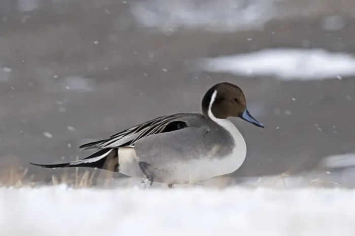 Framed Print : Northern Pintail (Anas acuta) adult male, walking in snow during snowfall, Hokkaido, Japan, winter Framed Print : Northern Pintail (Anas acuta) adult male, walking in snow during snowfall, Hokkaido, Japan, winter