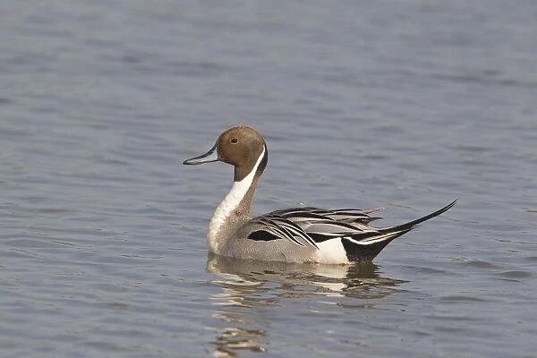 Northern Pintail (Anas acuta) adult male, swimming, Minsmere RSPB Reserve, Suffolk, England, april