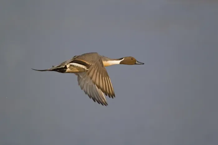 Framed Print : Northern Pintail (Anas acuta) adult male, in flight, Minsmere RSPB Reserve, Suffolk, England, april Framed Print : Northern Pintail (Anas acuta) adult male, in flight, Minsmere RSPB Reserve, Suffolk, England, april