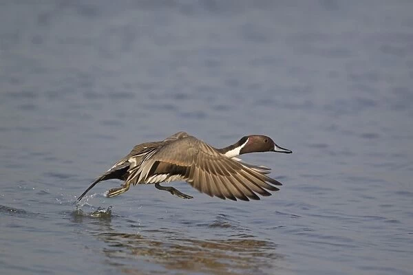 Northern Pintail (Anas acuta) adult male, running across water to take off, Minsmere RSPB Reserve, Suffolk, England, april