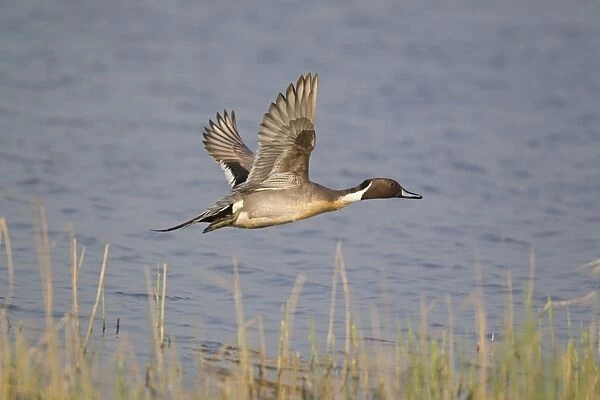 Northern Pintail (Anas acuta) adult male, in flight over water, Minsmere RSPB Reserve, Suffolk, England, april