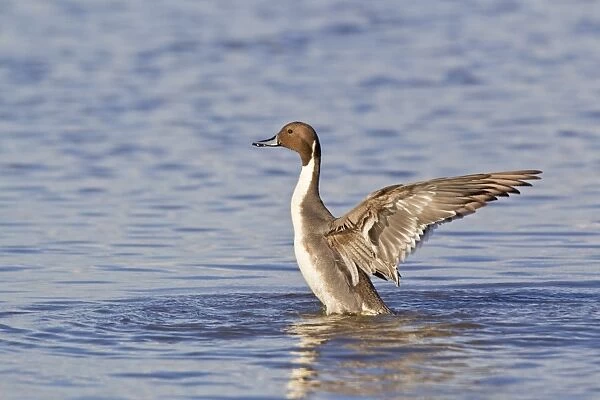 Northern Pintail (Anas acuta) adult male, wing stretching and flapping after preening on water, Slimbridge, Gloucestershire, England, march