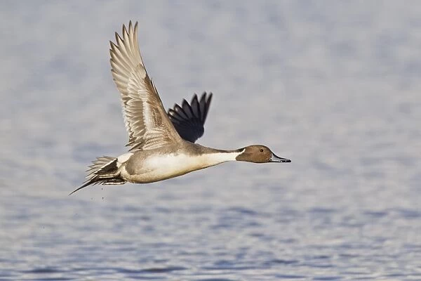 Northern Pintail (Anas acuta) adult male, in flight over water, Slimbridge, Gloucestershire, England, march