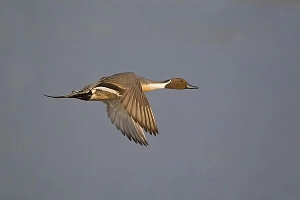 Northern Pintail (Anas acuta) adult male, in flight, Minsmere RSPB Reserve, Suffolk, England, april