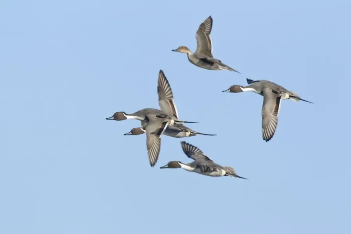 Framed Print : Northern Pintail (Anas acuta) adult males and female, in flight, Slimbridge, Gloucestershire, England, january