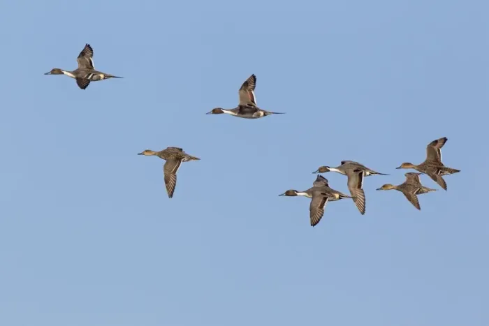 Framed Print : Northern Pintail (Anas acuta) adult males and females, in flight, Slimbridge, Gloucestershire, England, February Framed Print : Northern Pintail (Anas acuta) adult males and females, in flight, Slimbridge, Gloucestershire, England, February