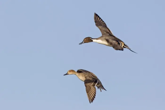 Framed Print : Northern Pintail (Anas acuta) adult pair, in flight, Slimbridge, Gloucestershire, England, December Framed Print : Northern Pintail (Anas acuta) adult pair, in flight, Slimbridge, Gloucestershire, England, December