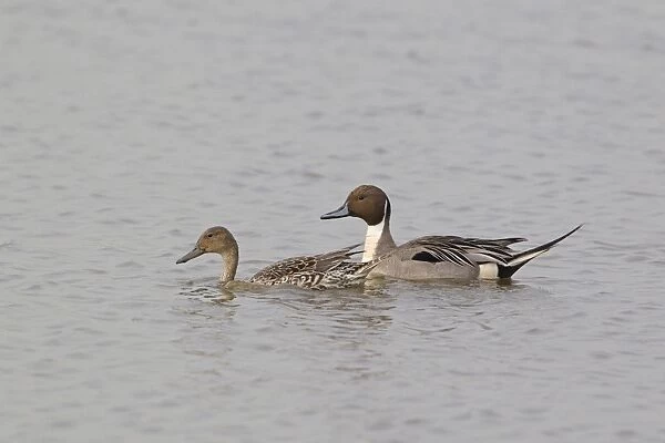 Northern Pintail (Anas acuta) adult pair, swimming, Minsmere RSPB Reserve, Suffolk, England, april