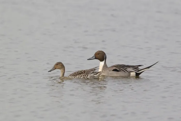 Framed Print : Northern Pintail (Anas acuta) adult pair, swimming, Minsmere RSPB Reserve, Suffolk, England, april Framed Print : Northern Pintail (Anas acuta) adult pair, swimming, Minsmere RSPB Reserve, Suffolk, England, april