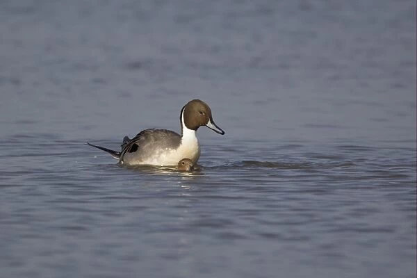 Northern Pintail (Anas acuta) adult pair, mating in water, Slimbridge, Gloucestershire, England, march