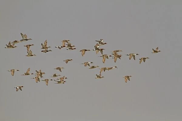 Northern Pintail (Anas acuta) and Eurasian Wigeon (Anas penelope) mixed flock, in flight, Sundarbans, Ganges Delta, West Bengal, India