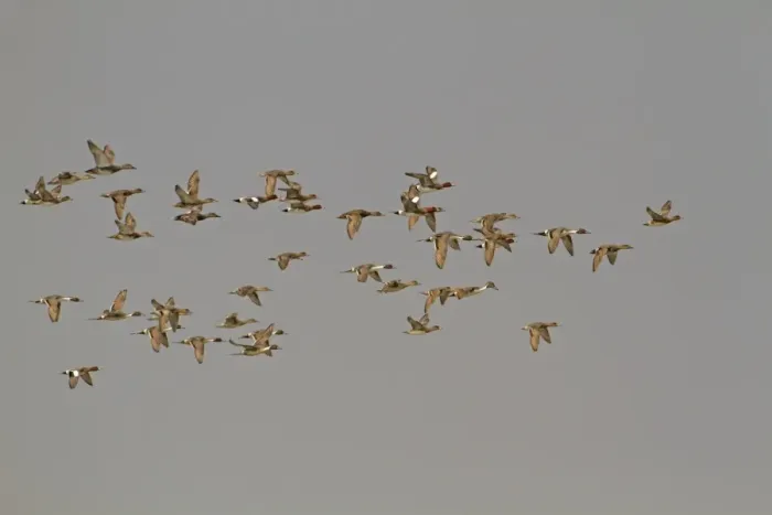 Framed Print : Northern Pintail (Anas acuta) and Eurasian Wigeon (Anas penelope) mixed flock, in flight, Sundarbans, Ganges Delta, West Bengal, India Framed Print : Northern Pintail (Anas acuta) and Eurasian Wigeon (Anas penelope) mixed flock, in flight, Sundarbans, Ganges Delta, West Bengal, India