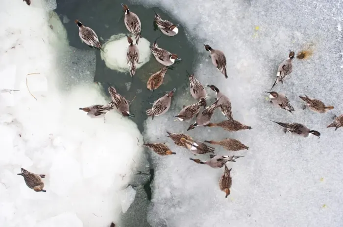 Framed Print : Northern Pintail (Anas acuta) flock, on frozen lake, viewed from above, Hokkaido, Japan, winter