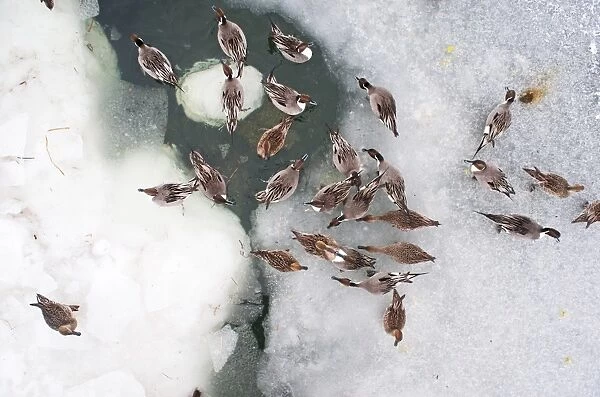 Northern Pintail (Anas acuta) flock, on frozen lake, viewed from above, Hokkaido, Japan, winter
