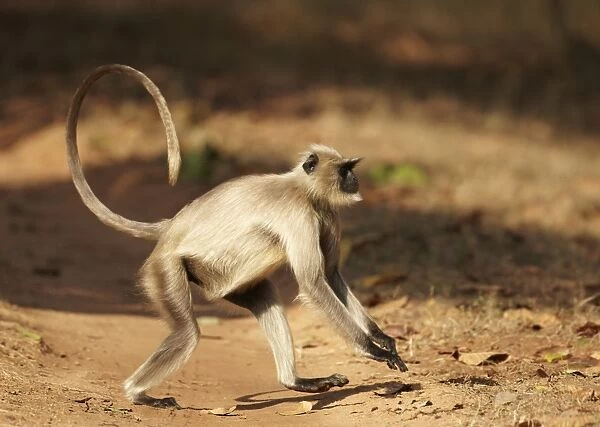 Northern Plains Grey Langur (Semnopithecus entellus) adult, running with characteristically curved tail