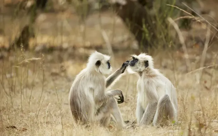 Framed Print : Northern Plains Grey Langur (Semnopithecus entellus) adult pair, mutual grooming, sitting on ground, Bandhavgarh N. P Framed Print : Northern Plains Grey Langur (Semnopithecus entellus) adult pair, mutual grooming, sitting on ground, Bandhavgarh N. P
