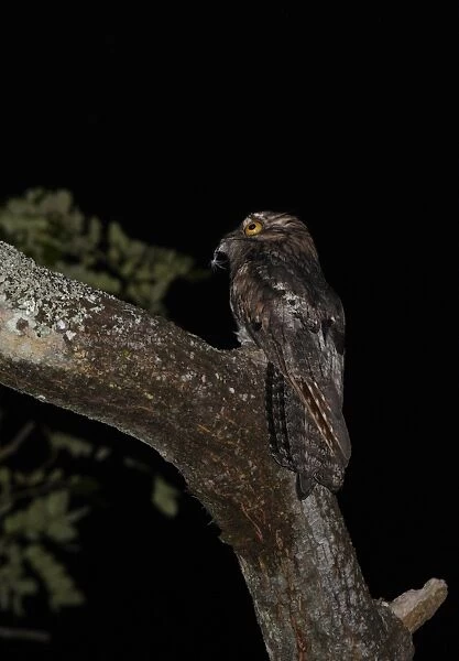 Northern Potoo (Nyctibius jamaicensis) adult, with feather in beak, perched on branch at night, Marshall's Pen, Jamaica, november