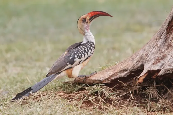 Framed Print : Northern Red-billed Hornbill (Tockus erythrorhynchus erythrorhynchus) adult, standing on ground at base of tree, Kenya Framed Print : Northern Red-billed Hornbill (Tockus erythrorhynchus erythrorhynchus) adult, standing on ground at base of tree, Kenya