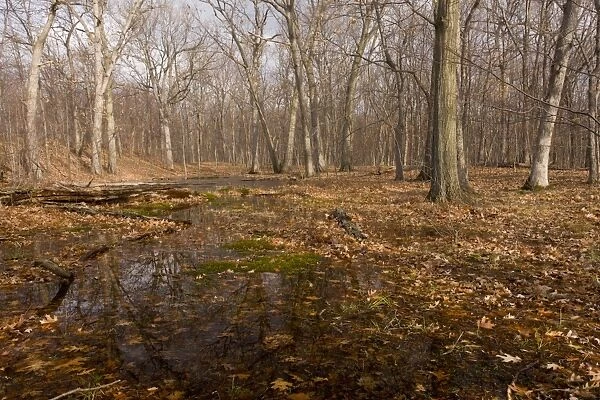Northern Red Oak (Quercus rubra) and White Oak (Quercus alba) woodland habitat, with fallen leaves and puddles