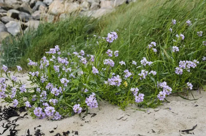 Framed Print : Northern Rock-cress (Arabis petraea) flowering, growing on sandy shore of sea loch, Kyle of Tongue, Sutherland Framed Print : Northern Rock-cress (Arabis petraea) flowering, growing on sandy shore of sea loch, Kyle of Tongue, Sutherland