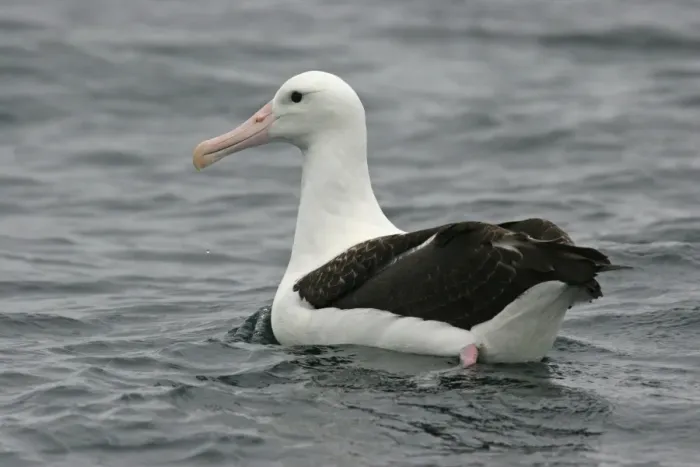 Framed Print : Northern Royal Albatross (Diomedea sanfordi) sub-adult, swimming, off Quintero, Chile, november Framed Print : Northern Royal Albatross (Diomedea sanfordi) sub-adult, swimming, off Quintero, Chile, november