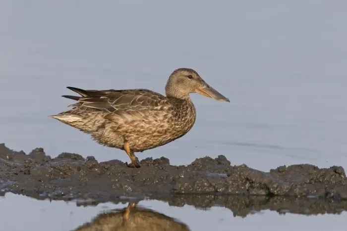 Framed Print : Northern Shoveler (Anas clypeata) adult female, standing on mud at edge of water, Suffolk, England, July