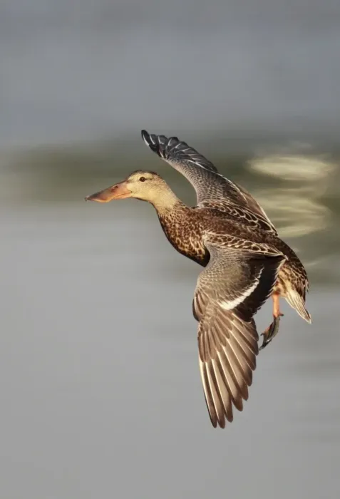 Framed Print : Northern Shoveler (Anas clypeata) adult female, in flight, landing on water, Hong Kong, China, november