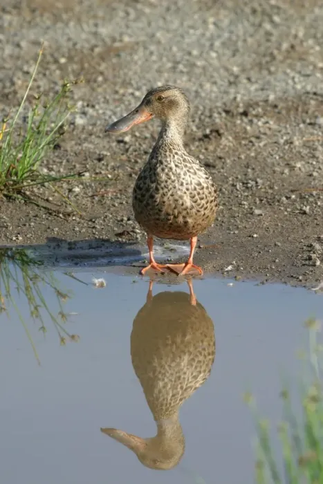 Framed Print : Northern Shoveler (Anas clypeata) adult female, standing at edge of water with reflection