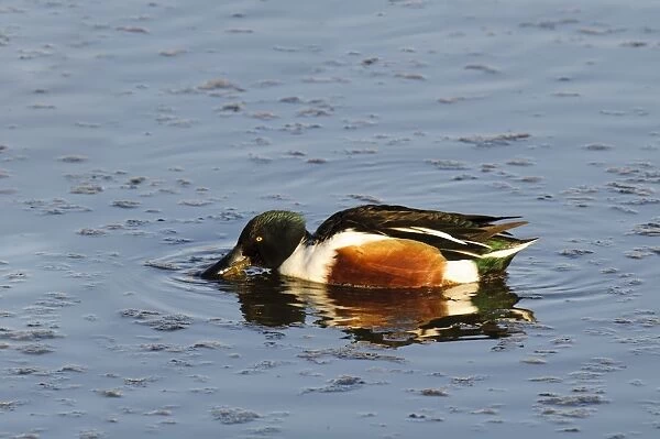 Northern Shoveler (Anas clypeata) adult male, filter feeding at surface of water, Titchwell Marsh RSPB Reserve