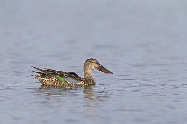 Northern Shoveler (Anas clypeata) adult male, eclipse plumage, swimming, Suffolk, England, July