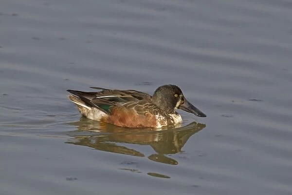 Northern Shoveler (Anas clypeata) adult male, moulting into breeding plumage, swimming, Norfolk, England, March
