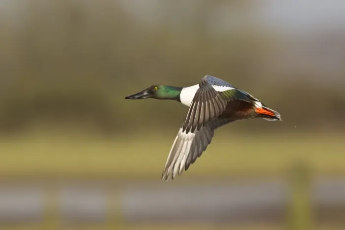 Framed Print : Northern Shoveler (Anas clypeata) adult male, in flight, Slimbridge, Gloucestershire, England, february Framed Print : Northern Shoveler (Anas clypeata) adult male, in flight, Slimbridge, Gloucestershire, England, february