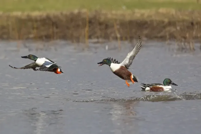 Framed Print : Northern Shoveler (Anas clypeata) adult males, in flight, taking off from water, aggressively chasing rival, Slimbridge, Gloucestershire, England, february Framed Print : Northern Shoveler (Anas clypeata) adult males, in flight, taking off from water, aggressively chasing rival, Slimbridge, Gloucestershire, England, february