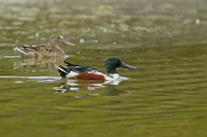 Framed Print : Northern Shoveler (Anas clypeata) adult pair, swimming on coastal lagoon, Zapata Peninsula, Matanzas Province, Cuba Framed Print : Northern Shoveler (Anas clypeata) adult pair, swimming on coastal lagoon, Zapata Peninsula, Matanzas Province, Cuba