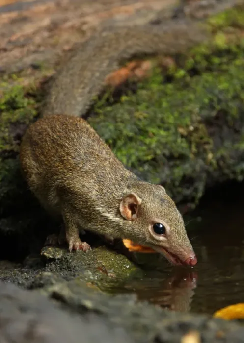 Framed Print : Northern Treeshrew (Tupaia belangeri) adult, drinking from forest pool, Kaeng Krachan N. P. Thailand, february Framed Print : Northern Treeshrew (Tupaia belangeri) adult, drinking from forest pool, Kaeng Krachan N. P. Thailand, february
