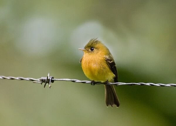 Northern Tufted Flycatcher (Mitrephanes phaeocercus vividus) adult, perched on barbed wire, Altos Del Maria, Panama