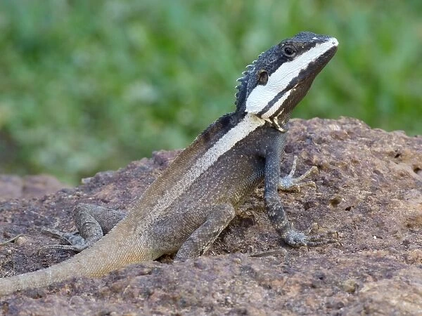 Northern Water Dragon (Lophognathus temporalis) adult male, standing on rock, Kakadu N. P. Northern Territory, Australia