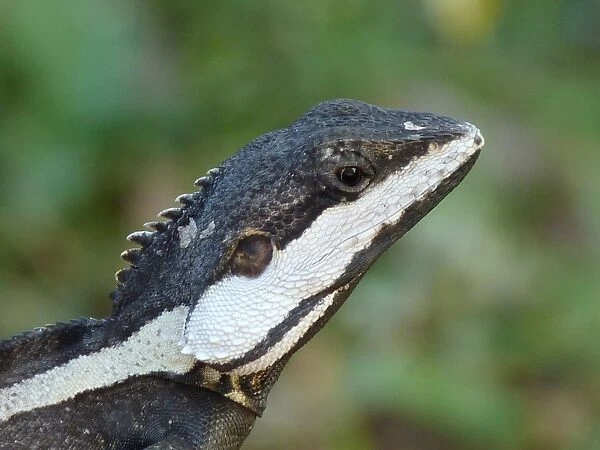Northern Water Dragon (Lophognathus temporalis) adult male, close-up of head, Kakadu N. P. Northern Territory, Australia