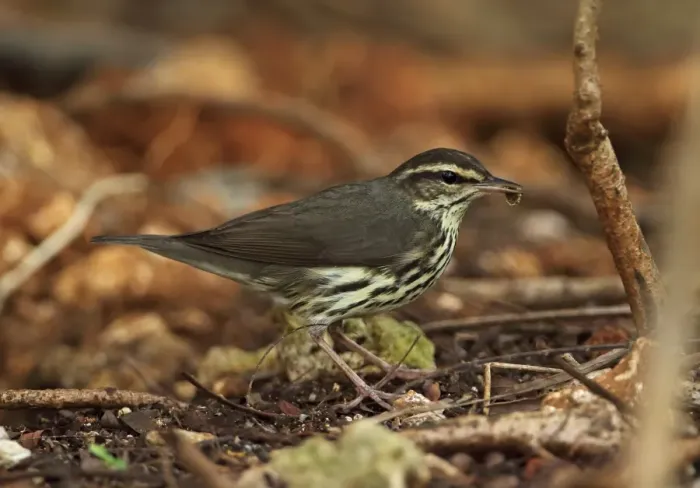Framed Print : Northern Waterthrush (Seiurus noveboracensis) adult, feeding, standing on woodland floor, Zapata Peninsula Framed Print : Northern Waterthrush (Seiurus noveboracensis) adult, feeding, standing on woodland floor, Zapata Peninsula